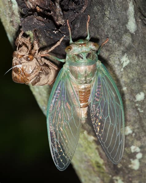 Periodical cicadas are found only in eastern north america. Cicadas | Songs of Insects