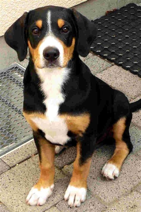Entlebucher Mountain Dog Breed Information Health Appearance
