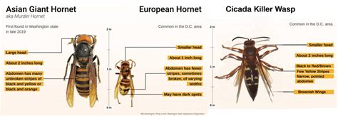 Enough With The “murder” Hornets Maryland State Beekeepers Association Inc