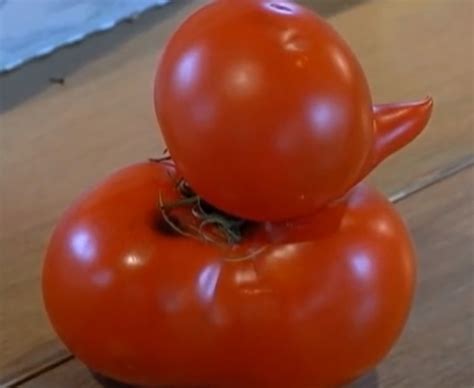 This Duck Shaped Tomato Is The Cutest Piece Of Fruit Youve Ever Seen