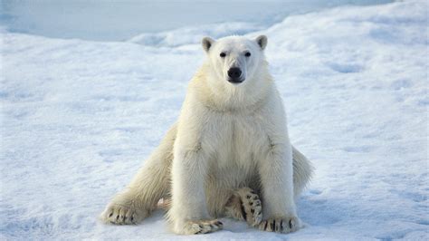 15 Ice King Polar Bear Hd Wallpaper Pack For Animal Lovers Stugon