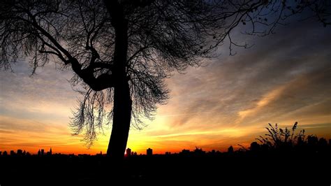 Silhouette Photo Of Tree Landscape Sunset Hd Wallpaper Wallpaper Flare