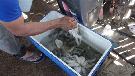 Pescadores De Campeche Denuncian A Conapesca Por Pesca Furtiva Poresto