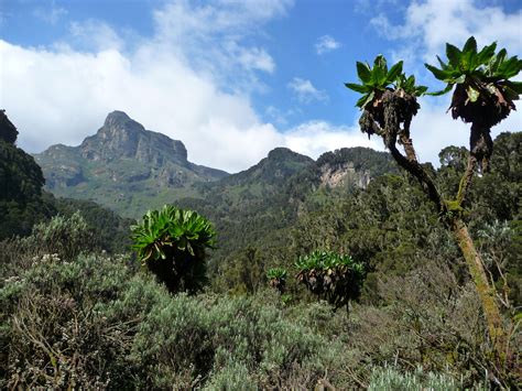 Rwenzori Mountains National Park Gounesco Go Unesco