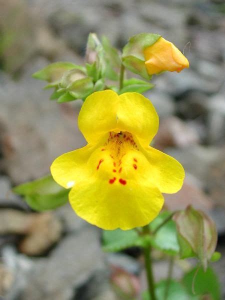 Mimulus Guttatus Yellow Monkey Flower Seep Monkeyflower Phrymaceae