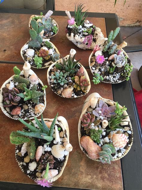 Partially sunny, fully sunny, it doesn't matter. Pin by Lupita Ramirez on Succulents | Succulents, Plants ...