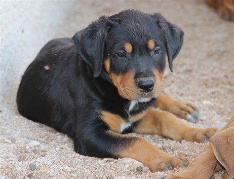 These are pit bulls and rottweilers. Pitweiler, American Pit Bull Terrier and Rottweiler Mix ...