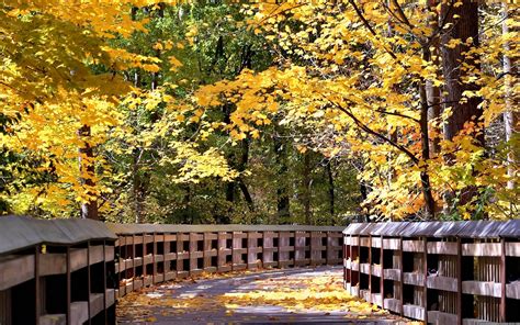 2560x1600 Px Autumn Bridge Fall Forest Landscape Leaf Leaves Nature