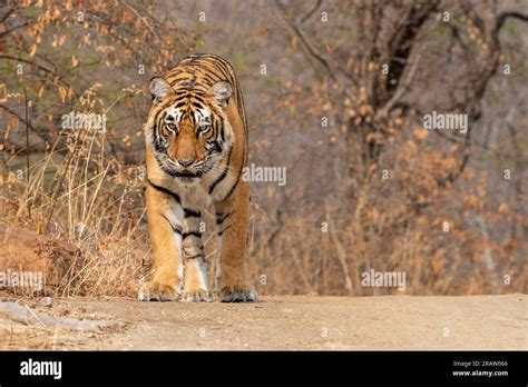 Bengal Tiger In Ranthambore National Park In India Stock Photo Alamy