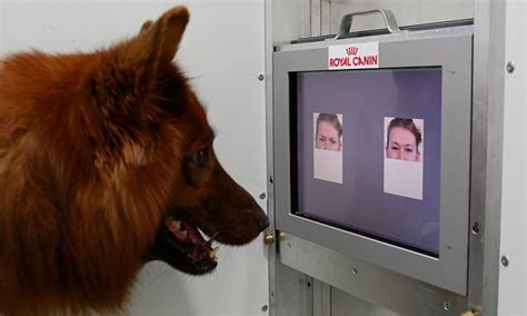 Dogs Can Read Emotions That Are Written On Our Faces Study Finds