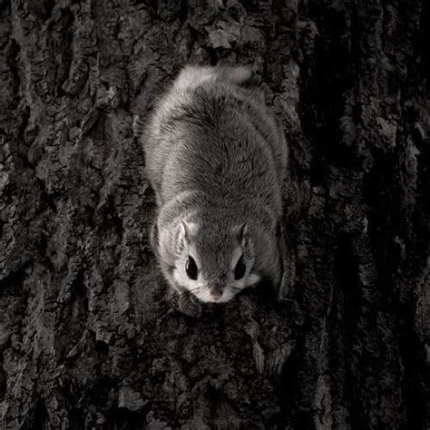 It will pull a twig to its mouth with its forepaws if the twig is not strong enough to support its weight and obtain food at the tip. Japanese dwarf flying squirrel gazes at me as a Ninja ...