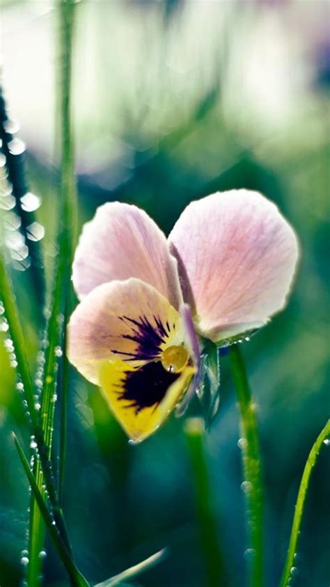 See more ideas about phone wallpaper, pizzazz, iphone wallpaper. Vitality Butterfly Flower Macro Bokeh iPhone Wallpapers ...