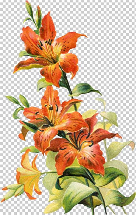 Tiger Lily Lilium Bulbiferum Easter Lily Arum Lily PNG Clipart