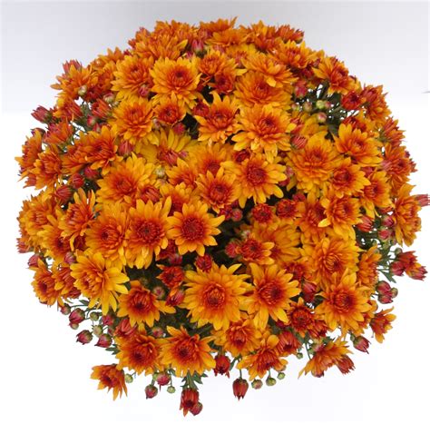 From you flowers send flowers nationwide from red roses to sunflowers and daisies. Fall Mums