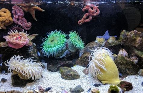 Sea Anemone Description Habitat Image Diet And Interesting Facts