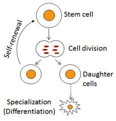 Within a community each cell can excel at doing a task and with the cooperation of other cells within the community contribute to the success of the community. Bioethics: Stem Cells (Blog Post #1)
