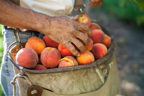colorado peach growers tout elevation enhanced sunlight fruit growers news
