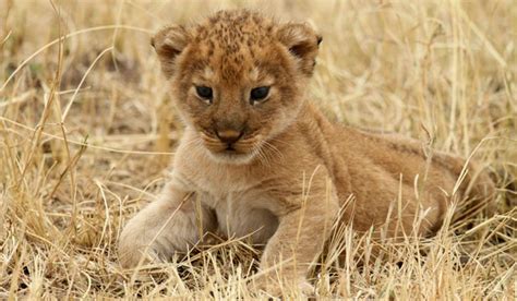 Top Places To See Animals In The Wild Nz