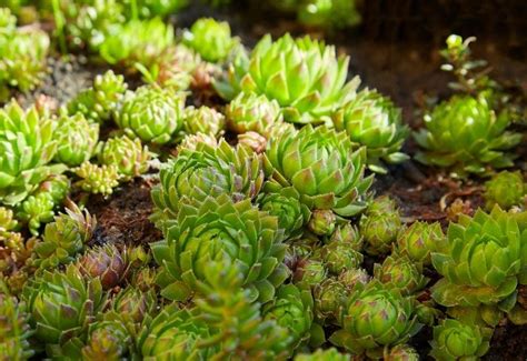 15 Great Succulent Ground Covers For Lush Low Water Gardens