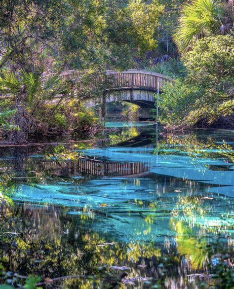 Explore Florida Springs Fern Hammock Springs At Juniper Springs