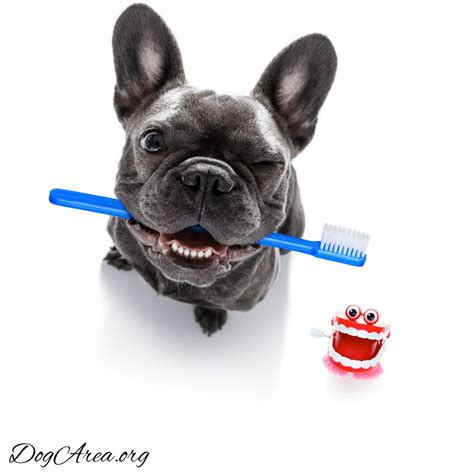 Best Brush For French Bulldog Reviews And Essential Faqs To Consider