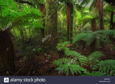 New Zealand Rainforest Details Landscape Picture Stock Photo Alamy