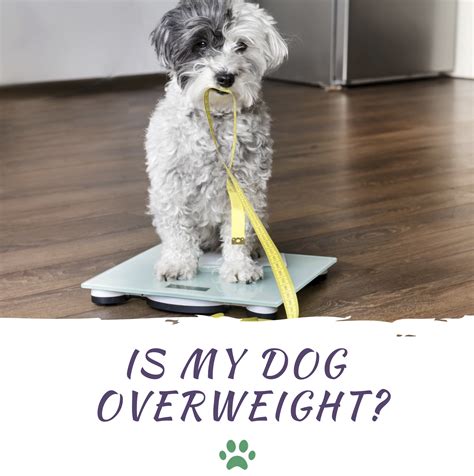 How To Tell If Your Dog Is Overweight 🐩wellnesswednesday 🔹if The Spine