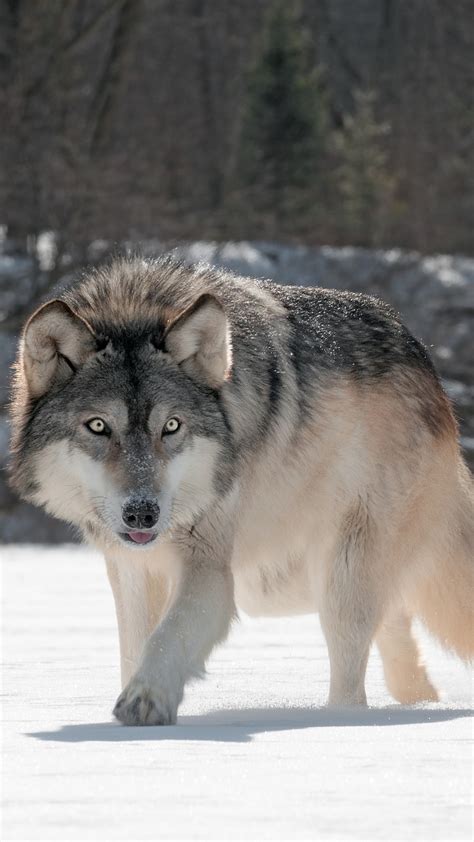 Wolf Wallpaper for iPhone (72+ images)