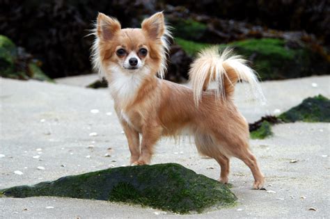 The coat can be smooth, with soft, glossy hair, or long. Chihuahua, langhaar
