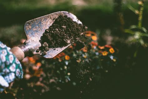 Importance Of Soil For Your New Garden Foundation Usa Magazine