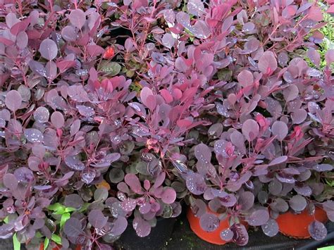 Un laurier de taille raisonnable. Cotinus coggygria Lilla | Listnaté dřeviny |Zahradnictví Franc