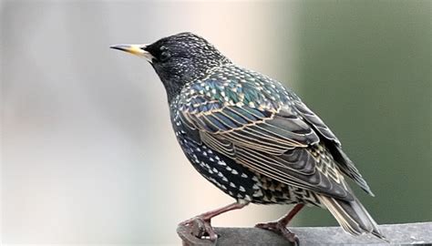 There's a reason that we're rated first place for customer satisfaction in our category. Celebrate Urban Birds