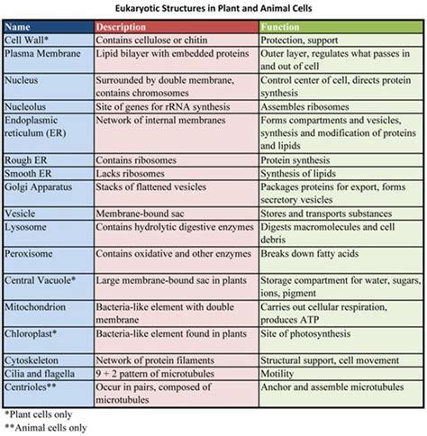 Check spelling or type a new query. Organelles and functions | Biology college, Teaching ...