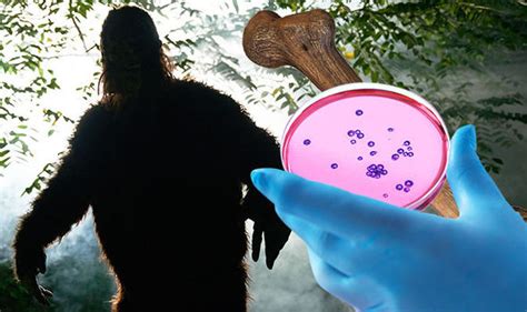 Yeti Found Truth About Bigfoot Revealed In Dna Results Nature News