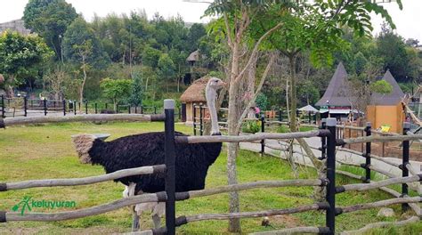 Lembang Park  Zoo Tempat Wisata Keluarga yang Menarik