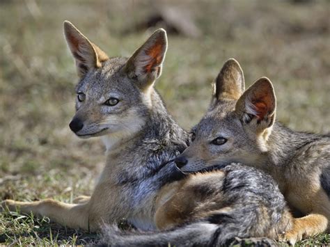 All About Animal Wildlife: Jackal HD Wallpapers 2012