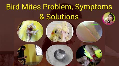 Bird Mites Problem Symptoms And Solutions Mites Is Dangerous For
