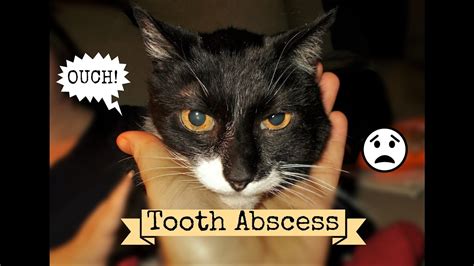 Cat Abscess What It Is What To Do And Can You Afford The Vet Scrubbys