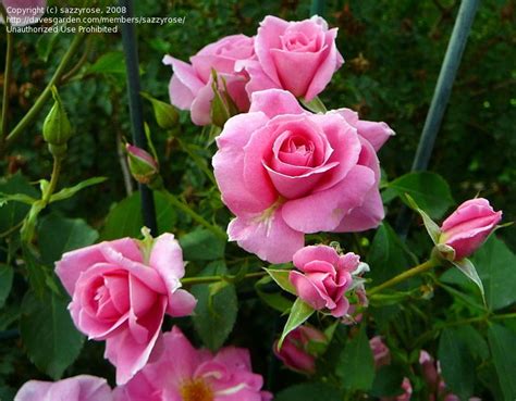 Shrub Rose Prairie Princess Rosa Repeat Bloomer Very Cold Hardy