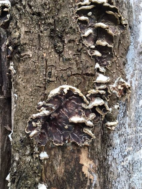 Fungus On Trunk Of Willow Tree 317696 Ask Extension