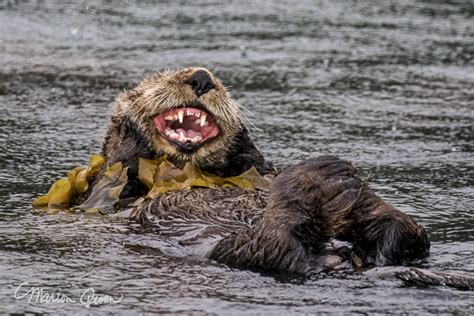 Funny Sea Otter | Otter Facts | Alaska Nature Photography | Lagniappe