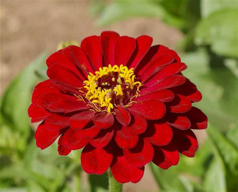 Meteor Zinnia Seeds Burgundy Red Zinnias Semi Double And Etsy