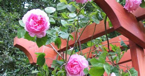 My Petal Press Garden Blog Transplanting A Climbing Rose