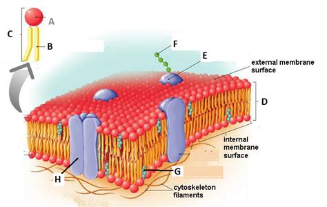 Cell Membrane Structure Diagram Quizlet