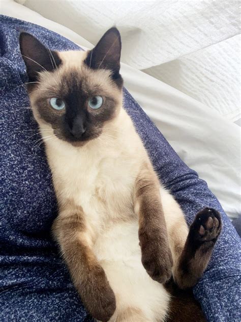 Momo - Island Cat Resources and Adoption