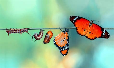 Amazing moment ,Monarch Butterfly, pupae and cocoons are suspended