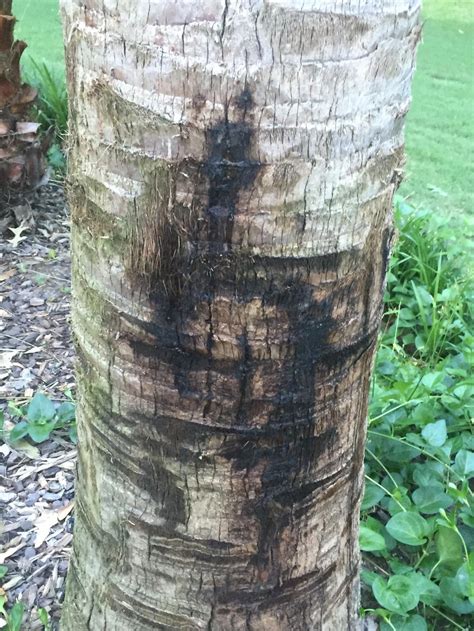 Since the trunk still feels hard, you might notice other symptoms first, including older fronds that droop and wither, falling parallel to the palm trunk. Trees and Shrubs forum→Texas Sable Palm black spots on ...