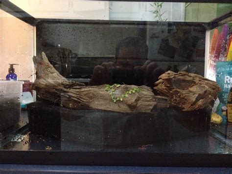 The false bottom set up is a good idea, i have a few of them for frog tanks, on one of them i used peices of feild stone, basically slate, and peiced together a small waterfall. mellowvision.com SG — A quick 10 gallon paludarium for crabs