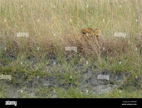 Lion Killing Prey Hi Res Stock Photography And Images Alamy