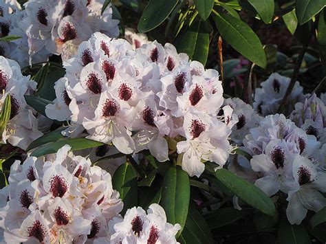 Maybe you would like to learn more about one of these? Calsap Rhododendron (Rhododendron 'Calsap') in Boston ...